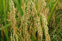 两优1503水稻栽培技术要点，中籼两系杂交水稻品种