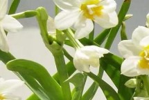 洋水仙的生长环境，上盆后要转移至半荫处