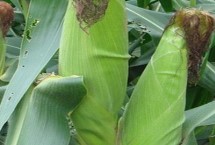 东禹108玉米栽培技术要点，4月下旬至5月上旬播种