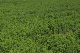 秋天种苜蓿能不能过冬，能过冬但要施足底肥