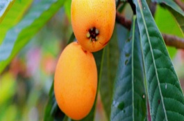 枇杷防冻打什么药，需要用稻草或杂草将树盘覆盖