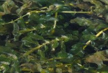 黑藻的形态特征，主产于河北、陕西、山东、云南等省份