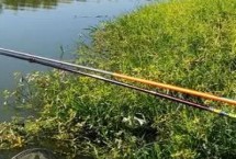 黑漂提竿不中鱼如何处理，最常见的是小鱼闹窝