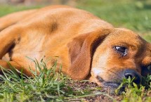 狗狗摔伤之后可能会出现的情况，应尽快就诊