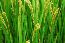 常农粳151水稻栽培技术要点，每亩有效穗数20.7万穗