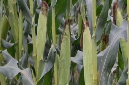岭单55玉米栽培技术要点，4月下旬至5月上旬播种