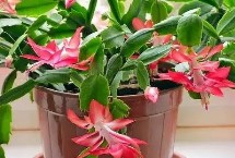 蟹爪兰开花期间的养护，适应能力特别强
