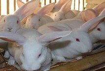 兔子在不同季节有何繁殖特点，关键是要选择合格的种兔