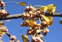 银杏树苗木管理技术，可采取施肥、浇水、修剪等措施