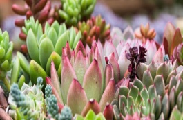 多肉植物土壤配制方式，种植前要修剪过长过密的根系