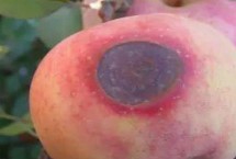 苹果病害，天气干旱的时候及时补水