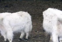 雪山白牛是不是保护动物，在高原上被称为雪域之舟