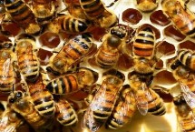 蜂王物质是什么，也叫蜂王信息素