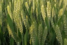 永优麦628小麦栽培技术要点，适宜播种期10月上中旬