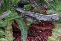 红莴笋品种介绍，每个品种都有各自的优点