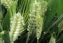 扬辐麦15小麦栽培技术要点，高抗白粉病
