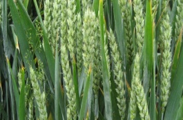 顺麦6号小麦栽培技术要点，每亩适宜基本苗18～24万