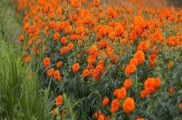 万寿菊的花期，可提取色素作为饲料添加剂还能药用