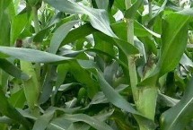 荣春玉99号玉米栽培技术要点，春播平均全生育期116.1天