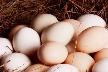 土鸡蛋是不是普遍偏小，营养价值基本一样