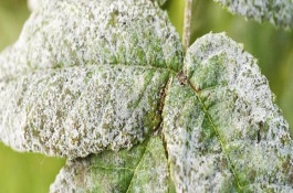 植物的叶片上有白色绒毛怎么办，可能是发生了霜霉病、白粉病、介壳虫等病虫害