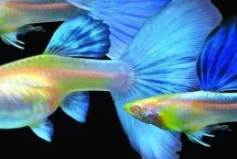 孔雀鱼又叫什么鱼，不可连续3代近亲繁殖