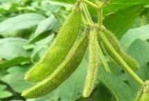 晋大滞绿1号大豆栽培技术要点，播种深度4.5～5.0厘米