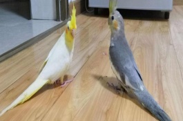 饲养玄凤鹦鹉的注意事项，玄凤鹦鹉是怕冷的