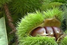 栗子上市时间，一般是由于留枝过多所导致