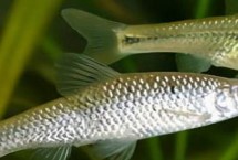 麦穗鱼是什么鱼种，通常只能存活3-4年