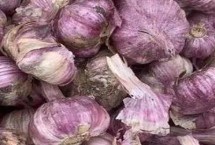 紫皮大蒜常识，捣成蒜泥更为适宜