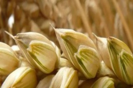 东北平原的作物熟制，主要包括小麦、水稻、甜菜、大豆等品种