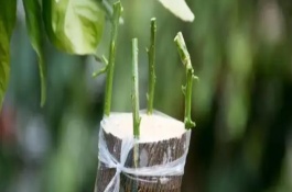 嫁接的意思，有芽接法、劈接法、插皮接法等