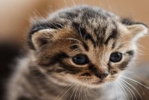 猫咪膀胱炎吃什么药最快见效，可让猫咪多喝水