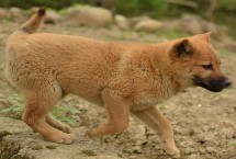 农村适合养什么狗，根据需求和实用性来选择