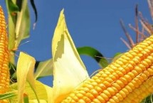 天贵801玉米栽培技术要点，一次性播种全苗