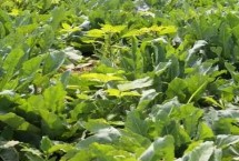 菘蓝的繁殖方法，属于十字花科、菘蓝种草本植物