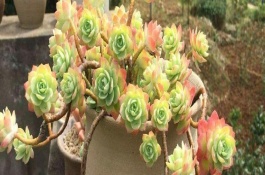 冬天怎么养多肉植物，要每隔两年更盆换土一次