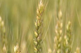 济糯116小麦栽培技术要点，小穗密度中