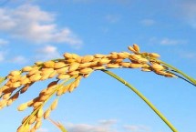 苏两优5220水稻栽培技术要点，籼型两系杂交水稻品种