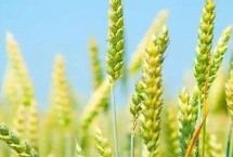 小麦腊月是否能浇水，3月中上旬可以浇返青水