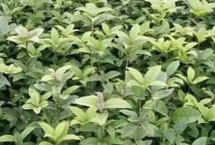 月月桂的修剪养护，可在春季或秋季移栽