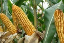 M3509玉米栽培技术要点，出苗至成熟116天左右