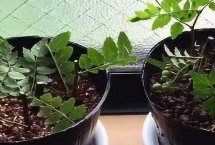 大门口能不能种花椒树，用碱水浸种48小时即可播种