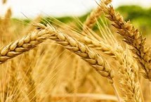 中麦30小麦栽培技术要点，属半冬性品种