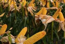 成单333玉米栽培技术要点，注意防治茎腐病