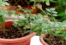 月季花施肥过浓如何处理，每天接受光照至少4-5小时