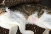 猫咳嗽干呕的原因，可能是日常摄取的水分太少了
