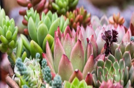 多肉冬季的水肥管理，一般可以控水十天到半个月