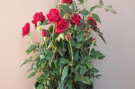 道歉时要送什么花卉，可以选择玫瑰花、百合花等